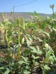 Did you ever see how okra grows?